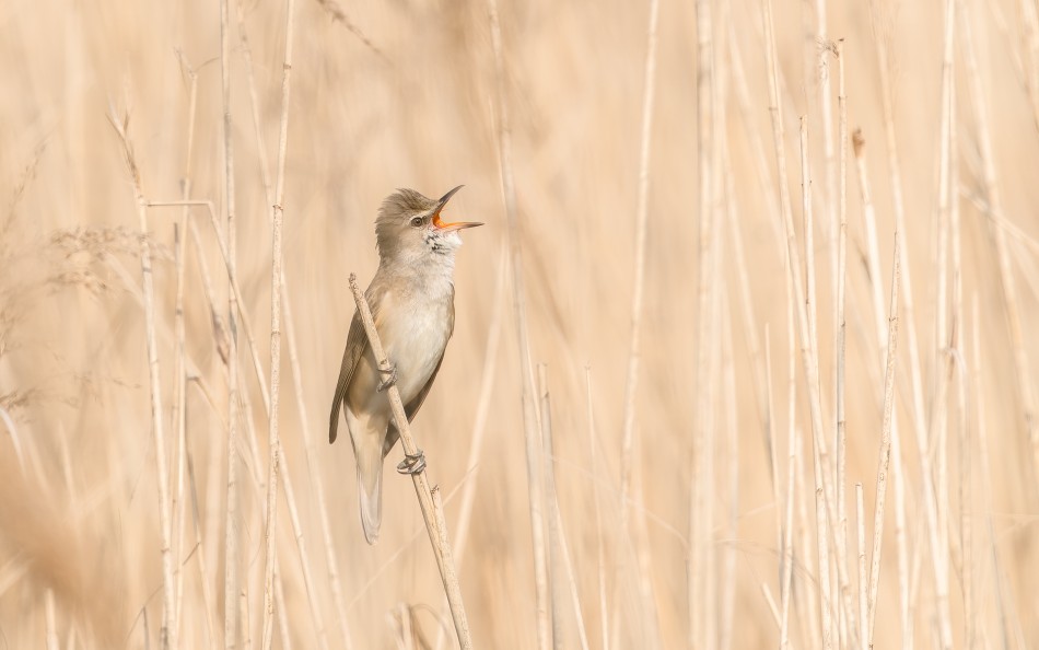 ***. . Zdjęcie 337986