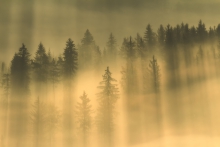 Light of Hope