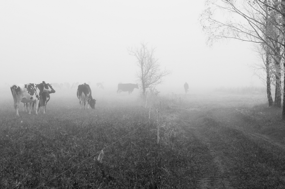 Brak tytułu. . Zdjęcie 277834