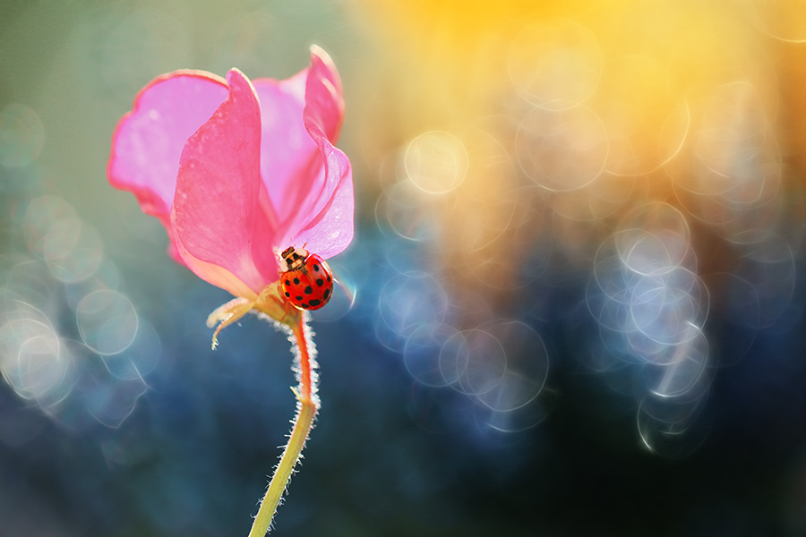 bluejeans -  Groszek pachnacy. . Zdjęcie 105086