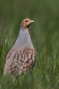 Kuropatwa (Perdix perdix)