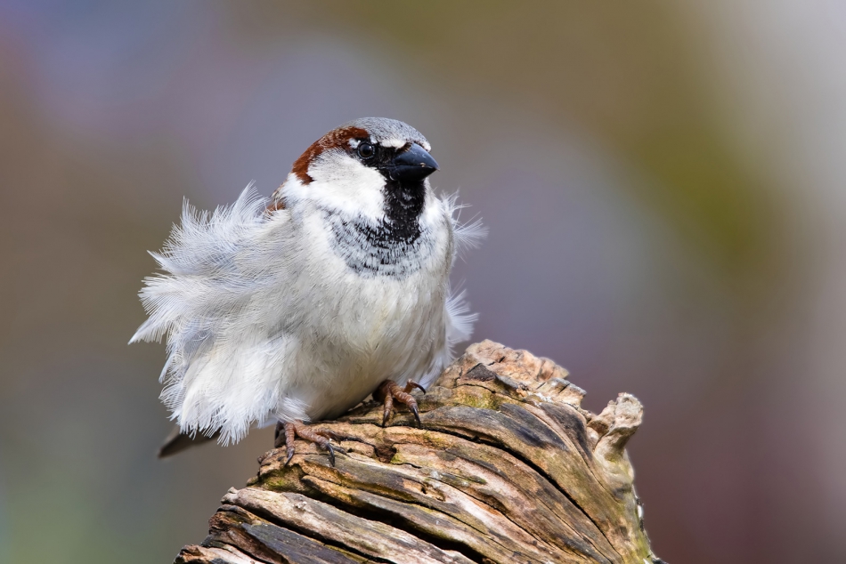 roman53 - . . Zdjęcie 286871