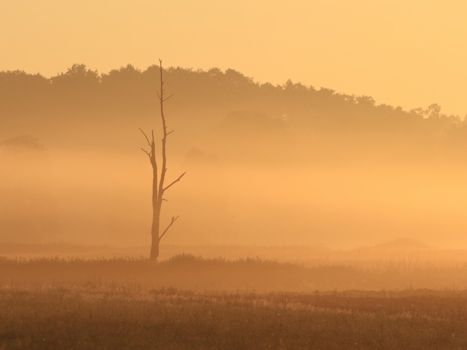 Samotne drzewo. . Zdjęcie 338955
