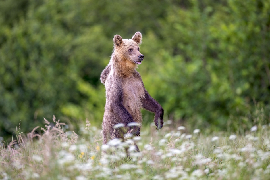 rybo_lub - Tyle się dzieje w Bieszczadach.... . Zdjęcie 325703