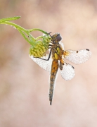 Libellula quadrimaculata