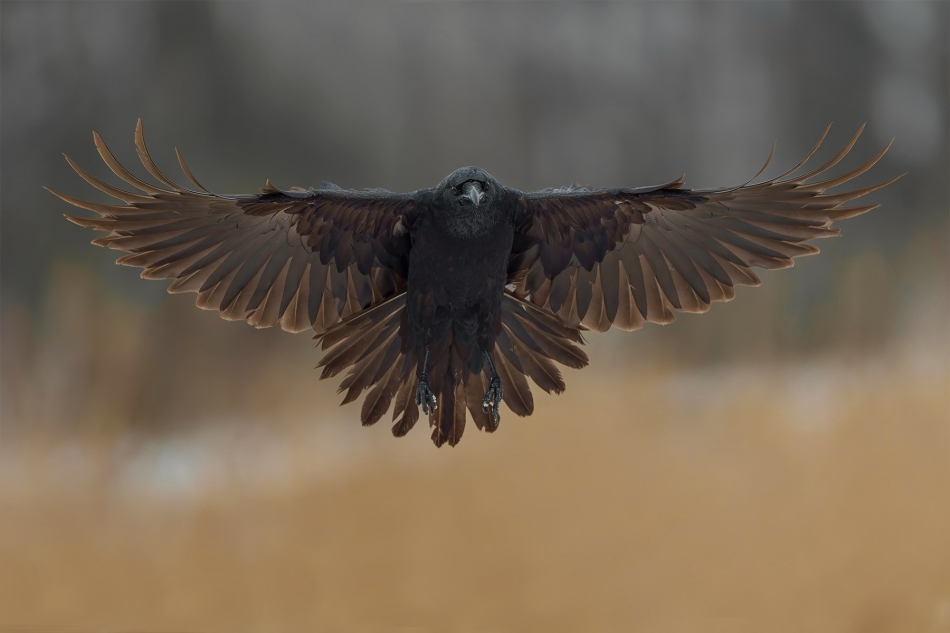 fotodam - Czarny Anioł - Black Angel .  Kruk (Corvus corax) Common Raven . Zdjęcie 329897