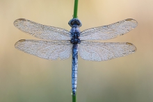 Lecicha mała