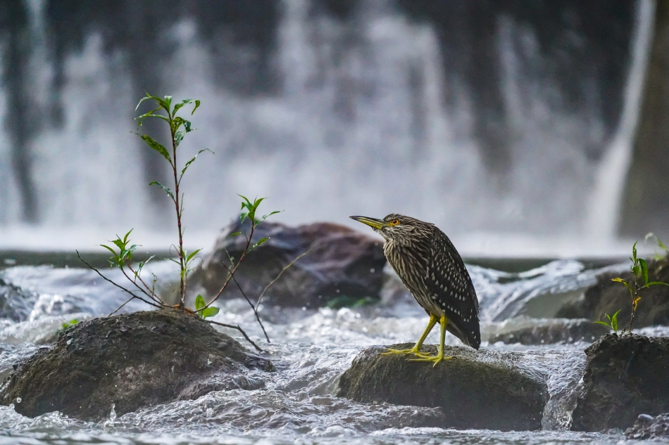 amigamedia - Wodny świat.. Ślepowron - Nycticorax nycticorax Piękno naszych wód i ich mieszkańców,zawsze mnie zachwyca.Obserwując życie w naturze,zawsze człowiek jest zrelaksowany i wypoczęty.. Zdjęcie 292294