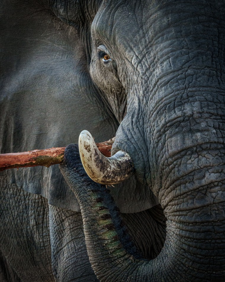 Dieta giganta. Koniec pory suchej w Botswanie to czas ekstremalnych wyzwań – palące słońce i brak opadów sprawiają, że te majestatyczne olbrzymy zmuszone są przejść na dietę opartą na korze drzew.. Zdjęcie 338816