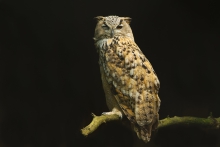 Oczko