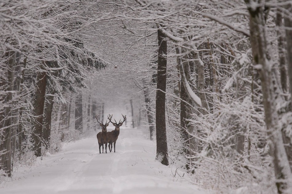 toksuh - Jelenie . . Zdjęcie 338079