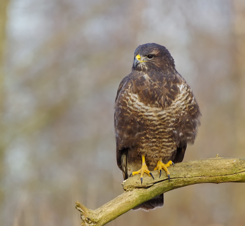 przyb - . . Zdjęcie 160697