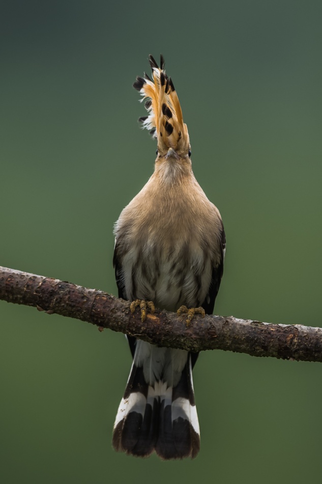 Żyleta. Tytuł automatycznie wygenerowany to: Bocian z charakterystycznym upierzeniem na gałęzi :). Zdjęcie 337349