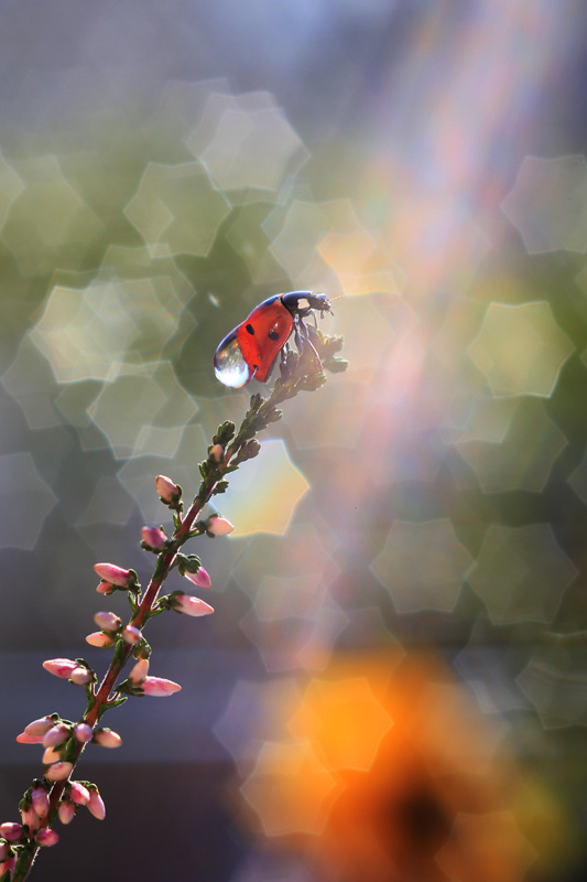 bluejeans -  Tragarz. . Zdjęcie 116435