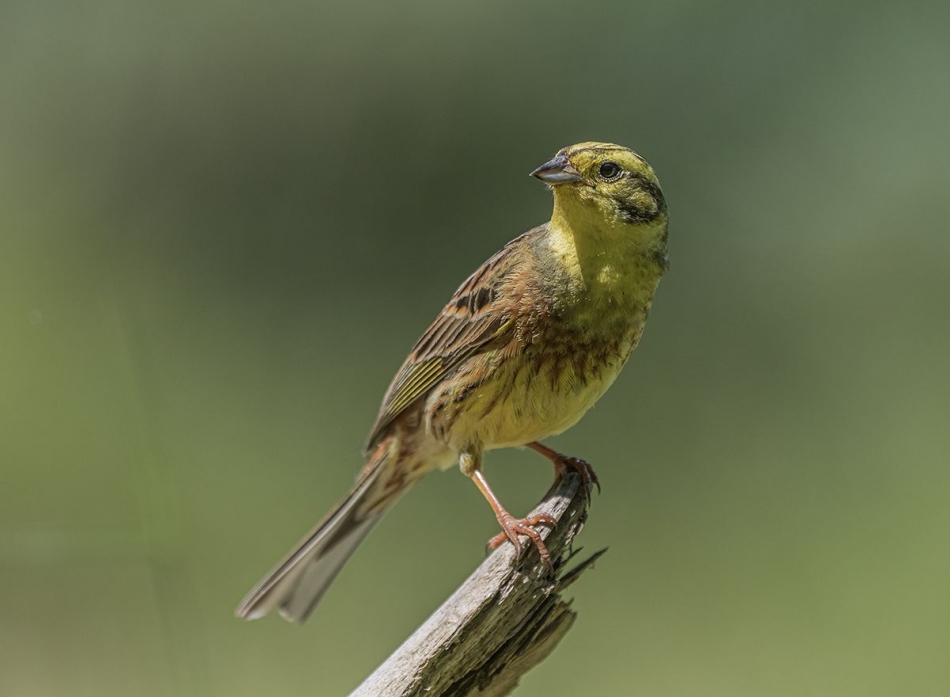 Trznadel. . Zdjęcie 336983