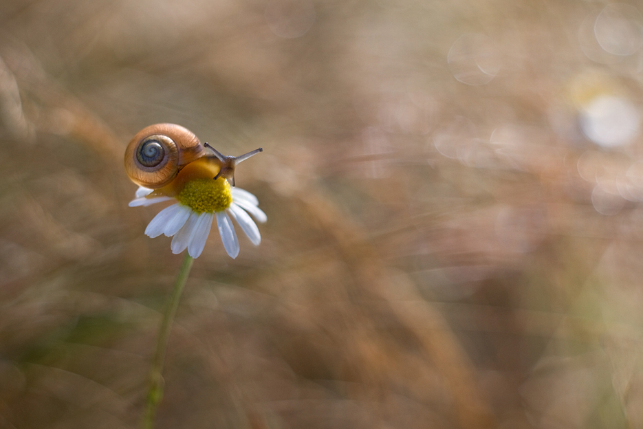 agnez - Wędrowiec. Pentacon 50/1.8. Zdjęcie 128163