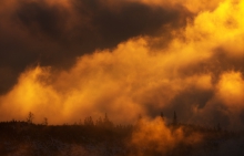 Burning Forrest