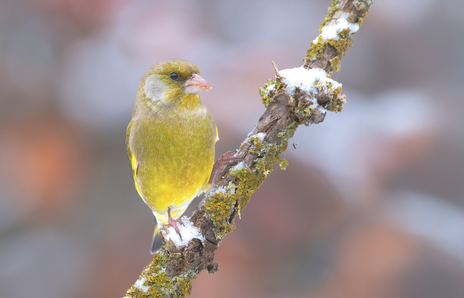 roman53 - Dzwoniec. . Zdjęcie 337193