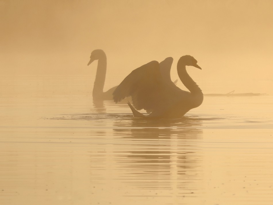 We mgle. . Zdjęcie 339940