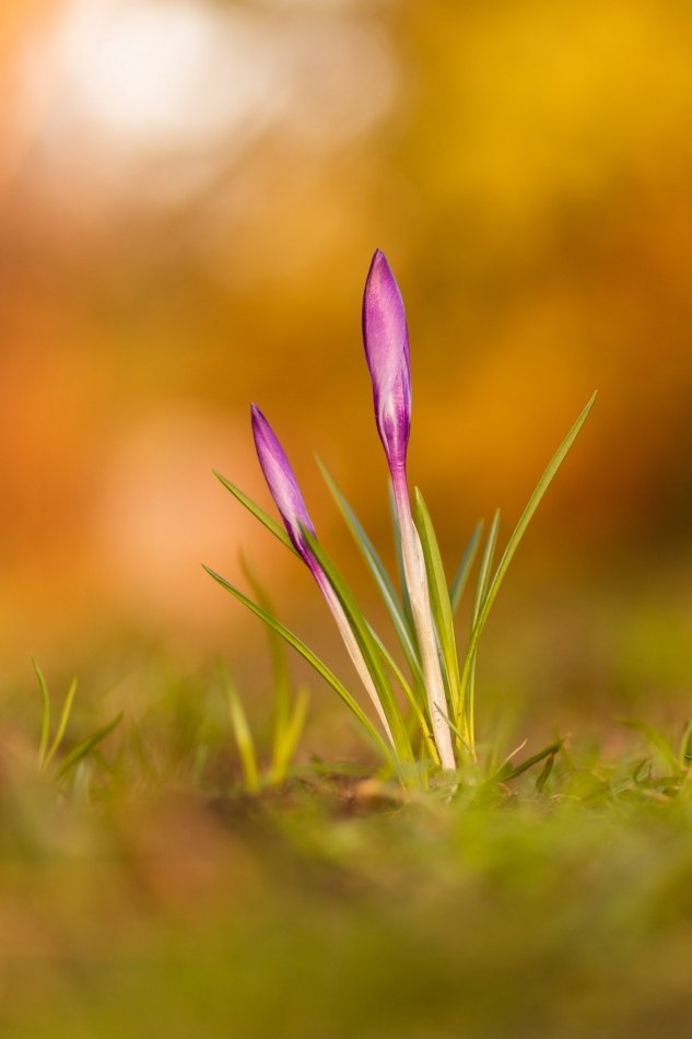 radson_foto - krokus (Crocus). . Zdjęcie 286326