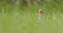 Aaaa !!! Fotograaaf !!!...
