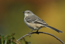 Northern mockingbird.