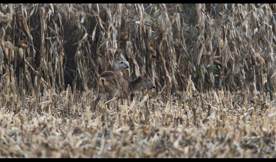 ***. . Zdjęcie 337090