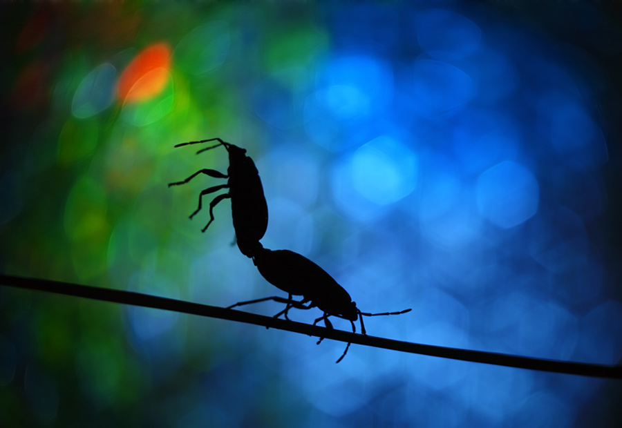 bluejeans - WYŻEJ PROSZĘ. . Zdjęcie 110983