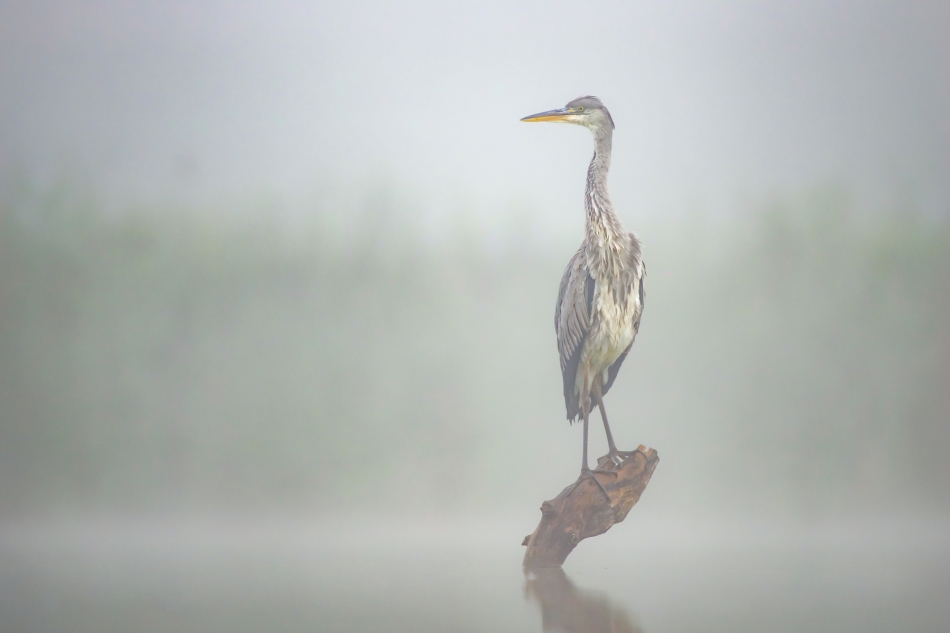 amigamedia - Dozorca ryb. Czapla siwa (Ardea cinerea) Przyroda naszego regionu - Gorzyce.. Zdjęcie 329315