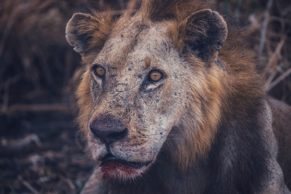 samurajgrzes - . Lew w trakcie pożerania młodej antylopy. Tanzania. Zdjęcie 318238