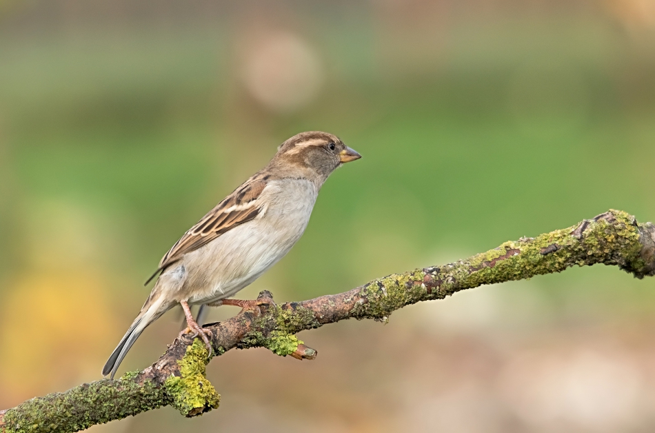 roman53 - . . Zdjęcie 301328