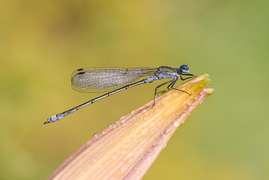 agnez - *. . Zdjęcie 125496