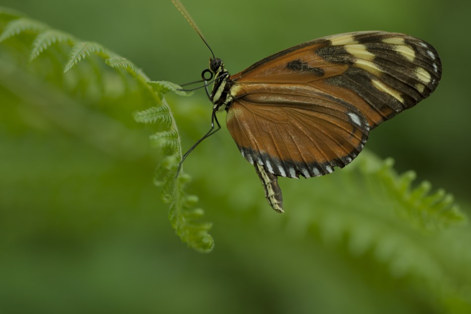 tomekbremen - zielono mi. . Zdjęcie 111502