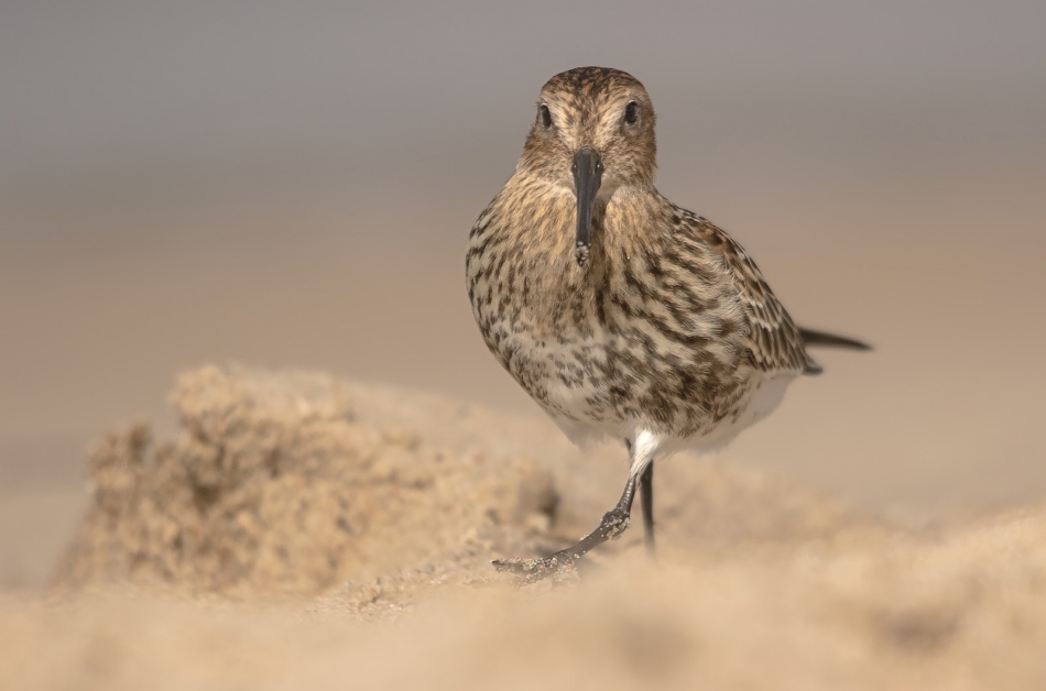 roman53 - Biegus zmienny. . Zdjęcie 306943