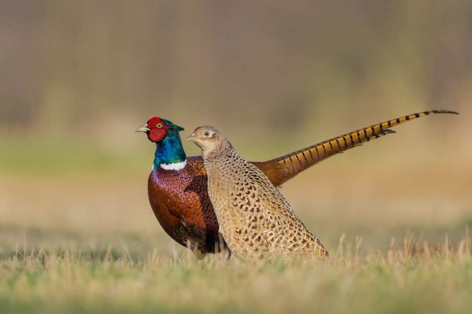 raftik - Para idealna ... Bażanty, Common Pheasant (Phasianus colchicus) .... . Zdjęcie 292318