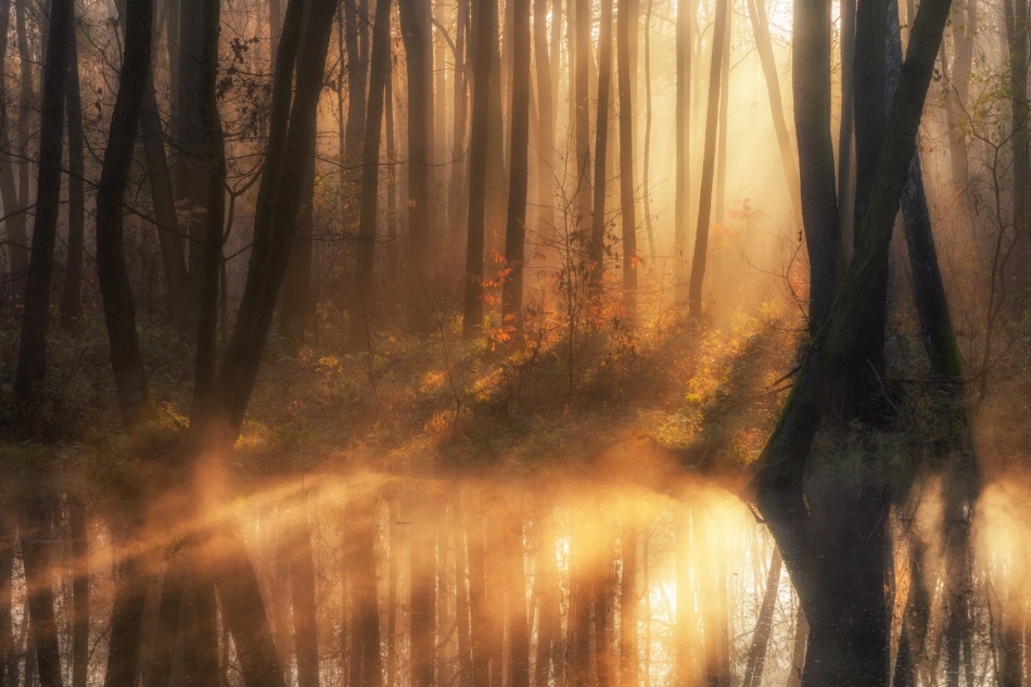 radson_foto - Jesienny poranek. Rezerwat Przyrody Niebieskie Źródła. Tomaszów Maz. (woj. łódzkie). . Zdjęcie 295233