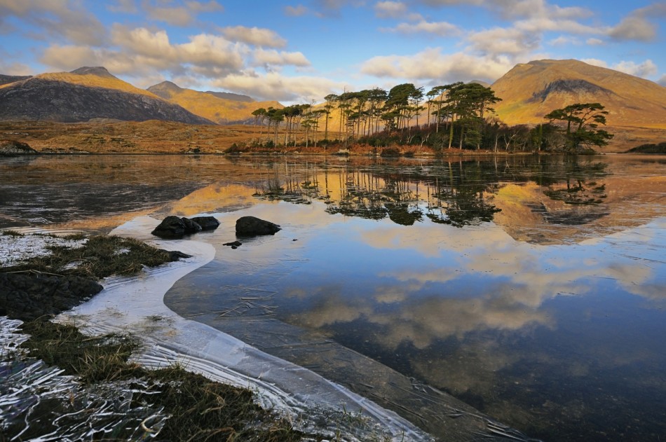 Pine Island. Pine Island, Connemara Ireland. Zdjęcie 338110
