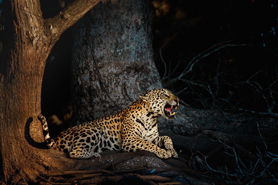 Król Pantanalu. . Zdjęcie 337128