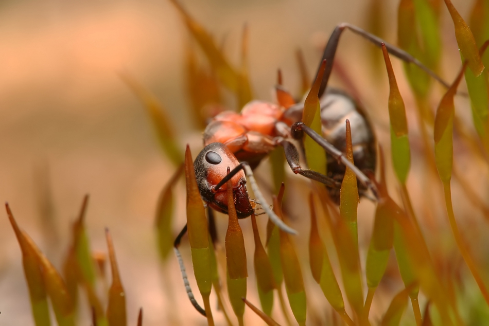 roman53 - . . Zdjęcie 294023