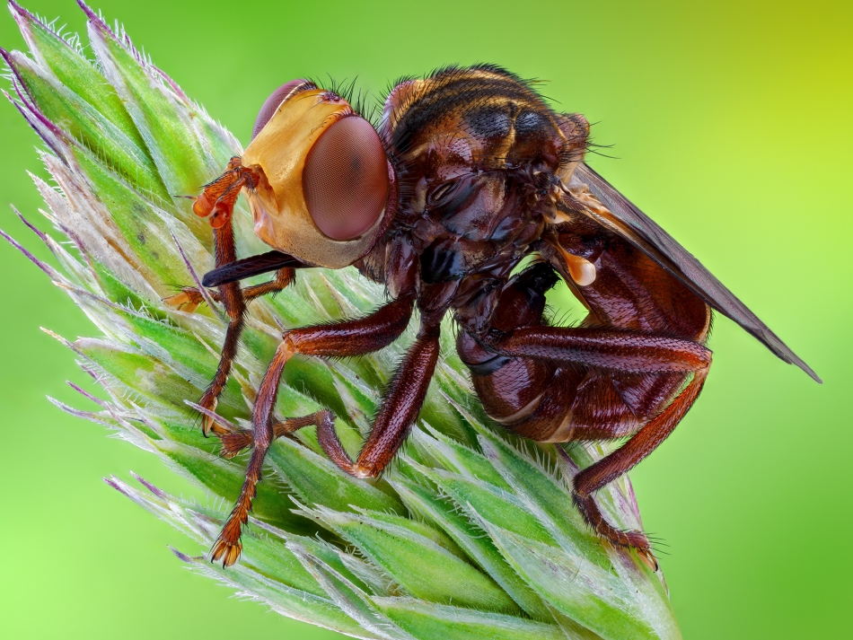 irass - Sicus ferrugineus.. . Zdjęcie 331979