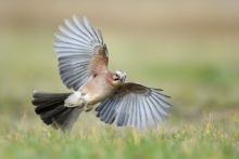 Sójka, Eurasian Jay (Ga...