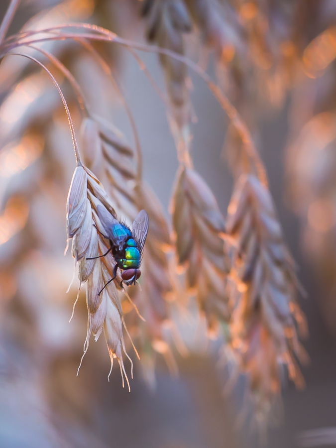 pekulka - . . Zdjęcie 310518