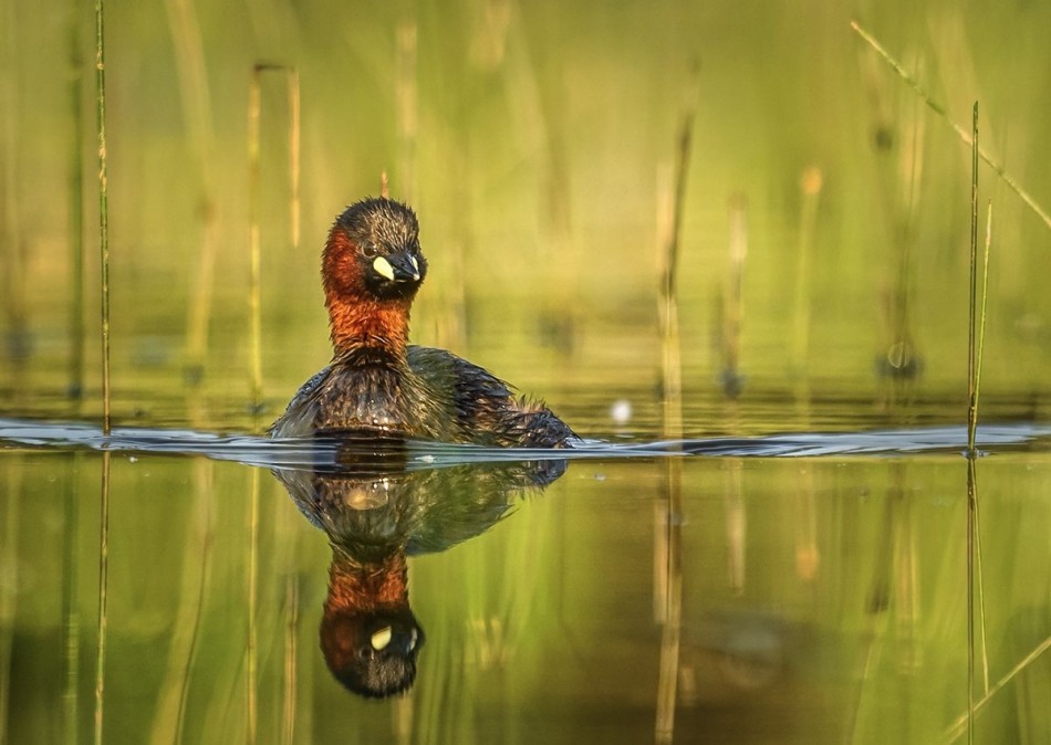 Perkozek. . Zdjęcie 338581