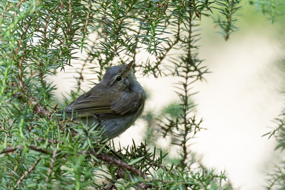 piecuszek. . Zdjęcie 339896