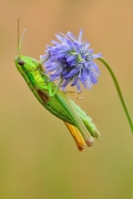 Euthystira brachyptera