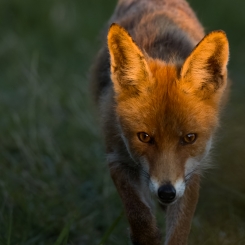 Lis wieczorową porą