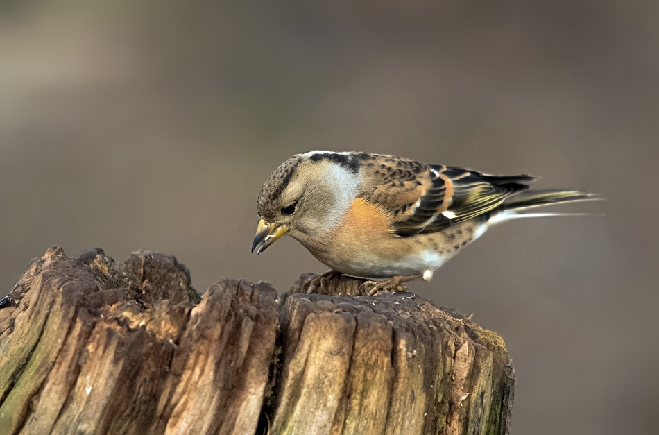 roman53 - . . Zdjęcie 299289