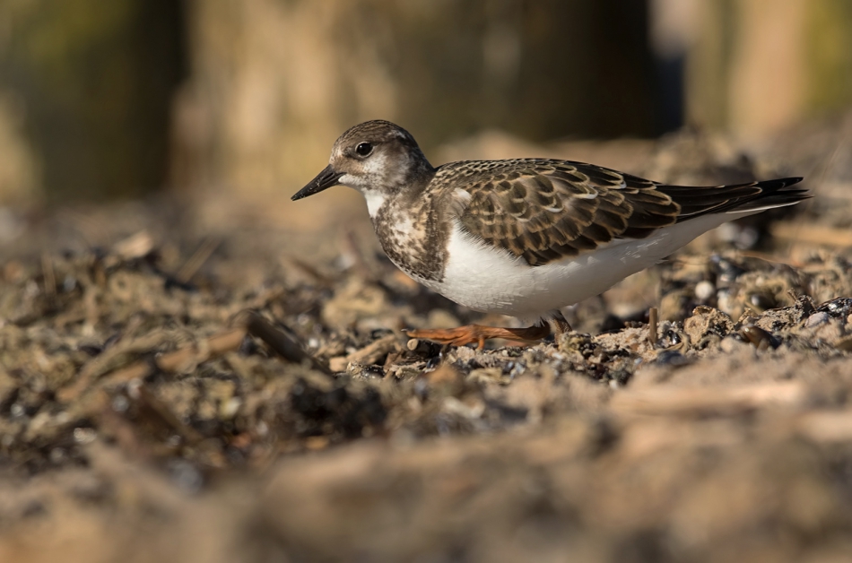 roman53 - Kamusznik. . Zdjęcie 306637