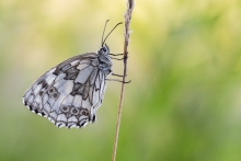 Melanargia galathea