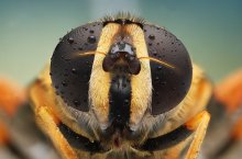 ,bzzzzzzzzzz.